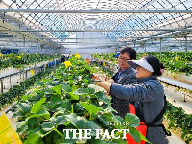 장성군 딸기농가. /장성군