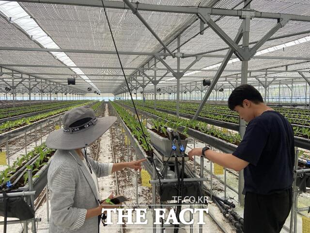 화순군이 상추 재배 농가에서 환경정보 수집 장비를 모니터링하고 있다./화순군