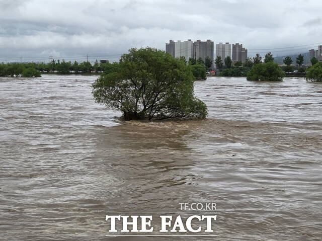 아산 곡교천, 폭우로 불어난 물길속에 버드나무 한그루가 있다./정효기 기자