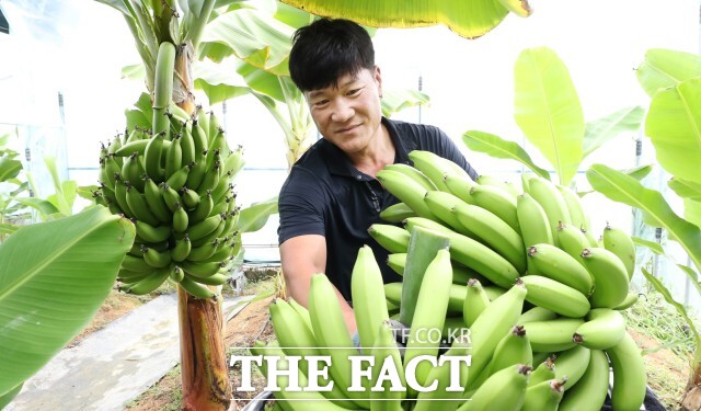 박정현 농가는 지난해 150평 규모의 비닐하우스에 바나나 묘목 150주를 심었다. 이후 농약을 사용하지 않고 정성껏 키운 결과 약 4.5톤의 바나나 수확을 앞두고 있다고 17일 밝혔다. / 정읍시