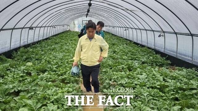 박정현 부여군수가 지난 16일부터 내린 집중호우로 피해를 입은 한 수박비닐하우스 농가를 점검하고 있다. /부여군