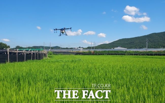 화성시가 벼 재배지에서 드론 방제를 하고 있다. /화성시