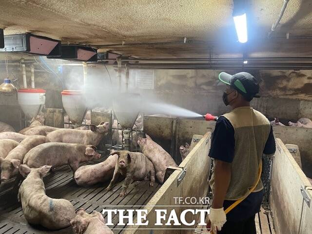 화순군 농업인이 화순군이 보급한 악취 저감 유용미생물을 살포하고 있다. /화순군