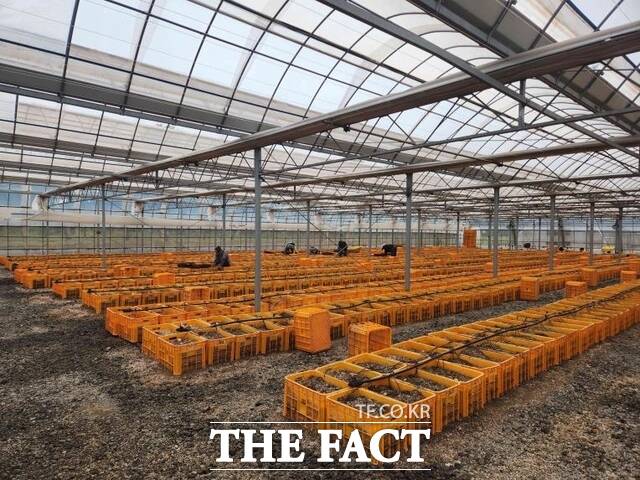 당진시농업기술센터 추백 씨감자 수확 현장. /당진시