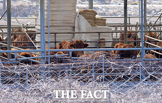 한우산업을 육성하기 위한 종합계획 수립과 한우 개량 및 품질 개량을 위한 연구·개발 등이 내년부터 시행된다./더팩트DB
