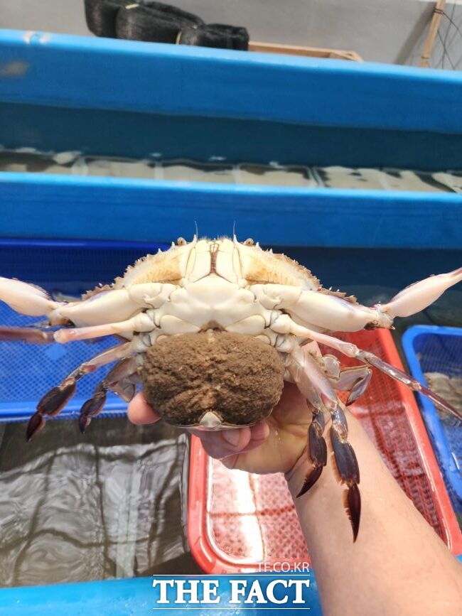 알밴 꽃게. /경기도해양수산자원연구소