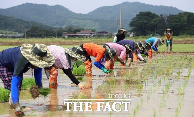 농업인안전보험은 농작업 중 발생할 수 있는 각종 사고뿐 아니라 여름철 대표적 건강 위협인 온열질환까지 보장해주는 제도다. 보험료의 80%를 시에서 지원받을 수 있다. /정읍시