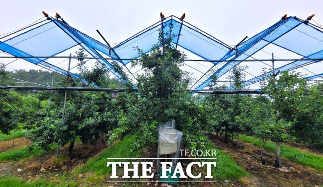 사과 일소 피해 예방 차광망/경기도농업기술원
