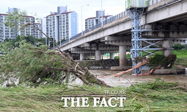중부와 남부에 집중호우가 소강상태에 접어든 18일 오후 경기 평택시 안성천 군문교 주변의 풀들이 급류에 쓸려 누워 있다. /평택=임영무 기자