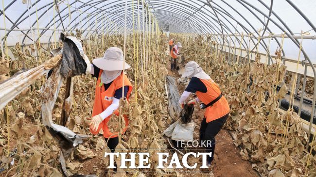 과천시 자원봉사자들이 충남 예산군 농가 피해를 복구하고 있다./과천시