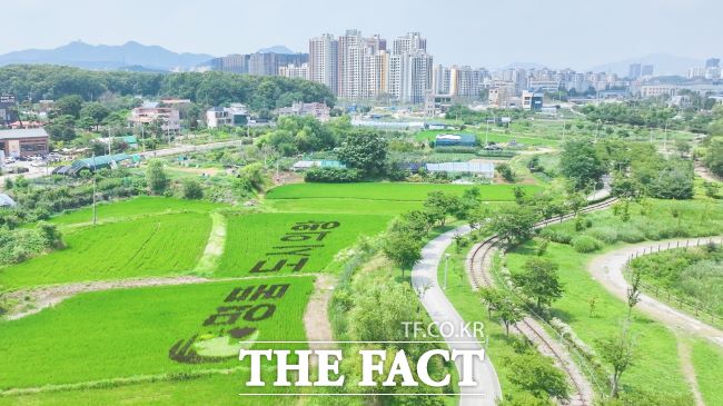 들녘에 벼로 그려낸 의왕시 상징 모습 /의왕시