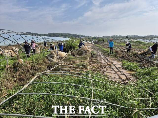 24일 충남도 자치안전실 직원들이 예산군 피해 농가를 찾아 침수로 훼손된 하우스 시설의 비닐을 제거하고 있다. /충남도