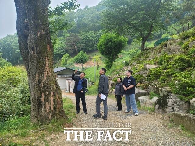 양산시 천성산 내원사 조계암 일원에 자생하는 수령 약 300년 된 산뽕나무가 경남도 보호수로 지정됐다. /경남도