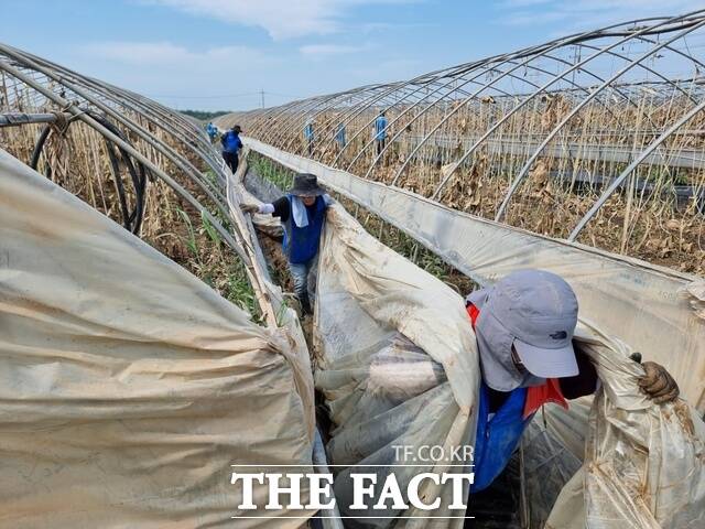 24일 예산군 신암면 일대 침수 피해 농가 비닐하우스에서 긴급복구 작업을 진행하고 있다. /충남경제진흥원