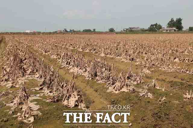당진시 논콩 재배지 피해 현장 /당진시