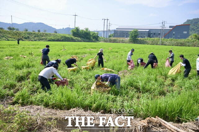24일 공주시와 공주시자원봉사센터가 사곡면 화월리, 호계리, 해월리 일대 수해 피해 현장에서 대규모 자원봉사활동을 펼치고 있다. /공주시