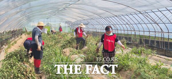 국민의힘 대전시당은 24일 당원 등 100여 명이 참석해 집중호우로 농업 피해가 속출한 충남 홍성군 금마면 농가를 찾아 수해복구에 힘을 보탰다. 사진은 딸기밭 비닐하우스 토사물 및 침수된 시설물을 정비하고 있는 모습. /국민의힘 대전시당