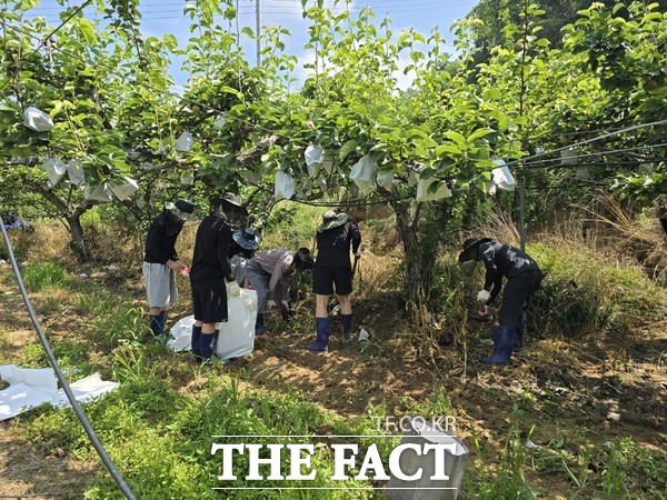 대전보호관찰소가 24일 세종시 금남면 원봉2리 일대 농가에 사회봉사 대상자를 투입해 긴급복구 작업에 나섰다./대전보호관찰소