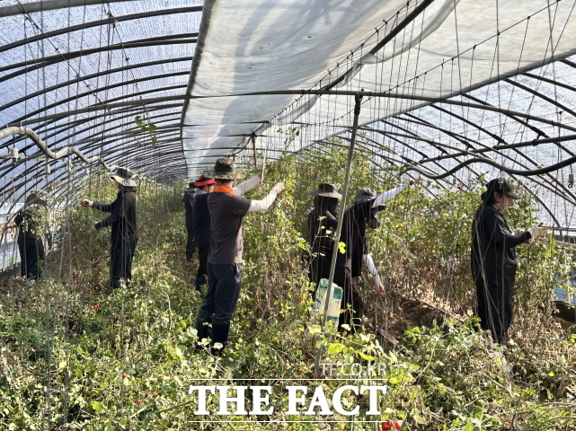 25일 예산군 대흥면 손지2리 일원에서 수해 복구 봉사활동을 펼치고 있는 청양군 /청양군