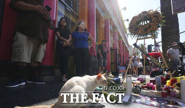 22일(현지 시간) 미 캘리포니아주 로스앤젤레스 할리우드 명예의 거리에 있는 오지 오즈번의 별 판 옆에 고양이 한 마리가 앉아 있다. /로스앤젤레스=AP.뉴시스