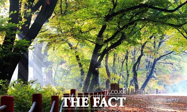 함양군이 올해 상반기 도내 군 단위 지자체 중 관광객 증가율 1위를 기록했다. 사진은 상림공원 전경. /함양군