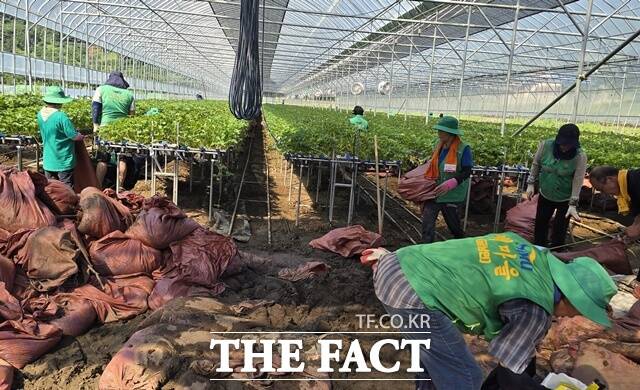 하동군이 전 공무원과 자원봉사자 등 인력을 총동원해 집중호우로 복구 활동에 총력을 다하고 있다. /하동군