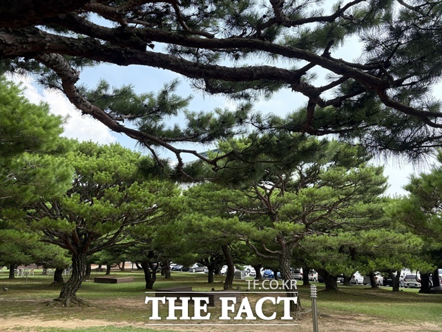 경남도청 본관 뒤편에 조성된 송림포. /경남도