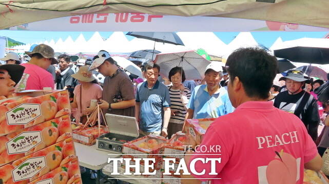 관광객들이 제23회 세종 조치원복숭아 축제에서 복숭아를 구매하고 있다, /김형중 기자