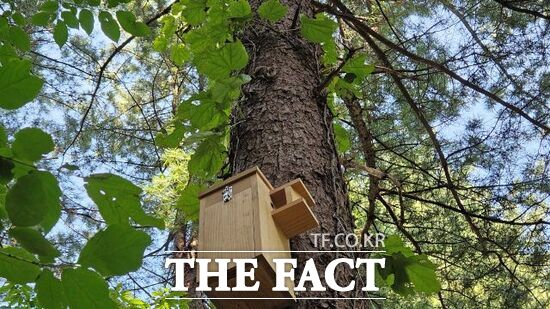 경기도 북부야생동물구조관리센터가 지난 25일 보호 중이던 천연기념물이자 멸종위기 야생생물 Ⅱ급인 하늘다람쥐 4마리를 발견 장소 인근 숲에 방생했다./경기도