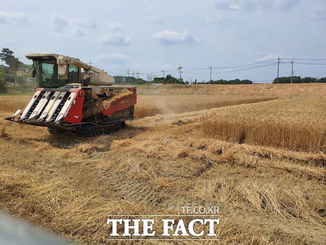 서천군 한 농가의 우리밀 재배 모습. /서천군