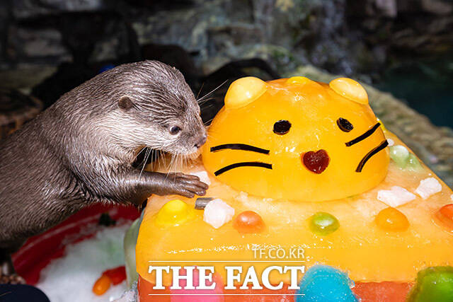 중복을 이틀 앞둔 28일 서울 송파구 롯데월드 아쿠아리움에서 작은발톱수달이 과일 특식을 먹고 있다. /롯데월드