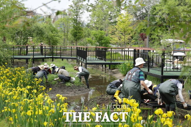 수원 수목원 자원봉사단 수수랑이 일월수목원 해오라비난초 산림습원을 가꾸고 있다. /수원시