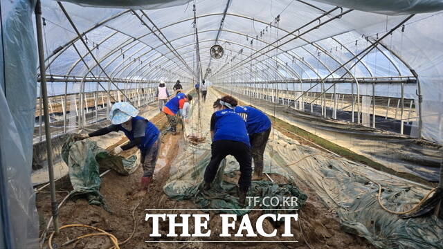 천안시 공직자와 자원봉사자들이 호우피해지역 응급복구 작업을 하고 있다./천안시