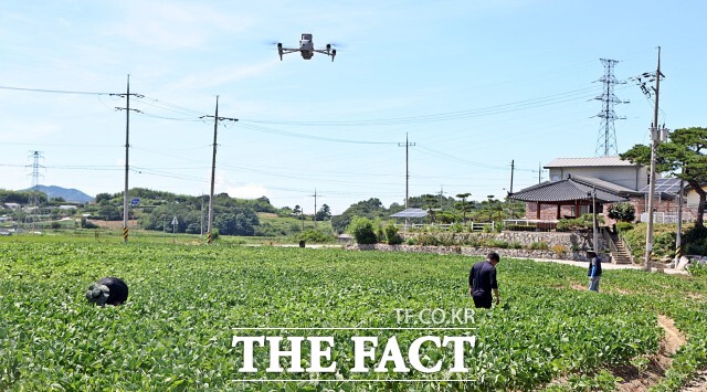 정읍시는 농업현장 예찰단을 구성해 폭염에 취약한 논밭과 비닐하우스, 고령농이 작업 중인 야외 작업장 등을 집중 점검하고 있다고 30일 밝혔다. 드론을 통해 확인된 영상은 현장의 온도, 작업 유무, 위험요소 등을 실시간으로 확인하는 데 활용된다. /정읍시