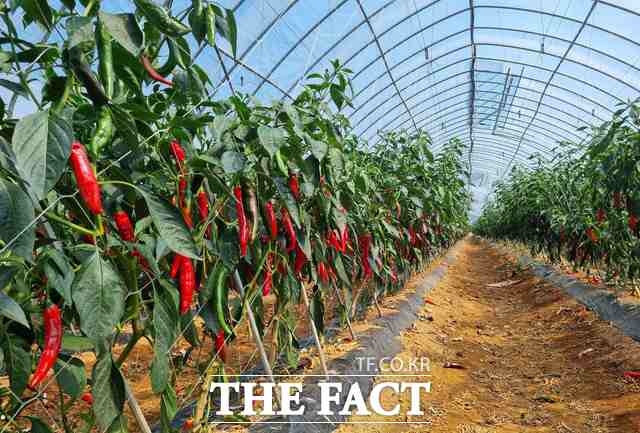 당진시는 지역 농산물 소비 촉진과 농가 소득 증대를 위해 오는 8월 3일부터 9월 14일까지 고추 새벽 직거래 장터를 운영한다. /당진시