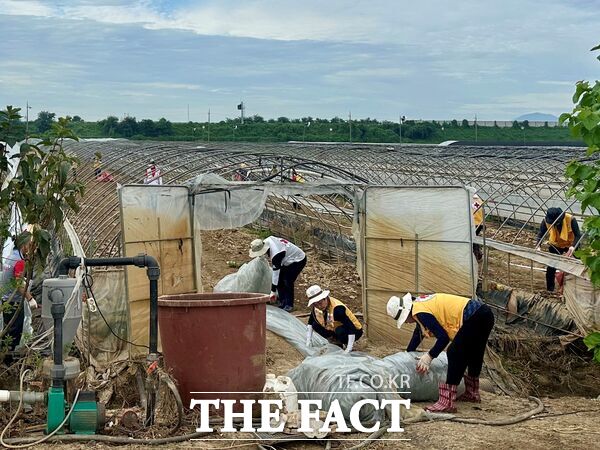 대한적십자 대전세종지사 100여 명의 회원들이 31일 충남 예산군 삽교읍 일원에서 수해복구 자원봉사활동을 펼쳤다./대한적십자사 대전세종지사