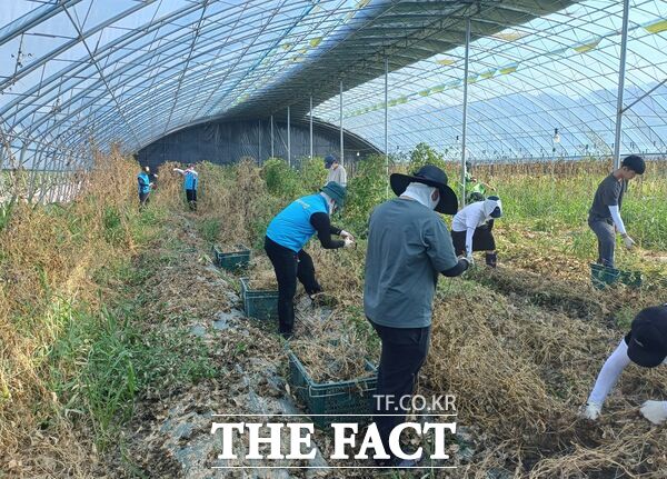 대전도시공사 임직원들이 31일 집중호우로 큰 피해를 입은 충청남도 당진시 버섯 농가를 찾아 침수 농작물 정리, 토사물 제거, 폐기물 정리 등 복구작업을 하고 있다./대전도시공사