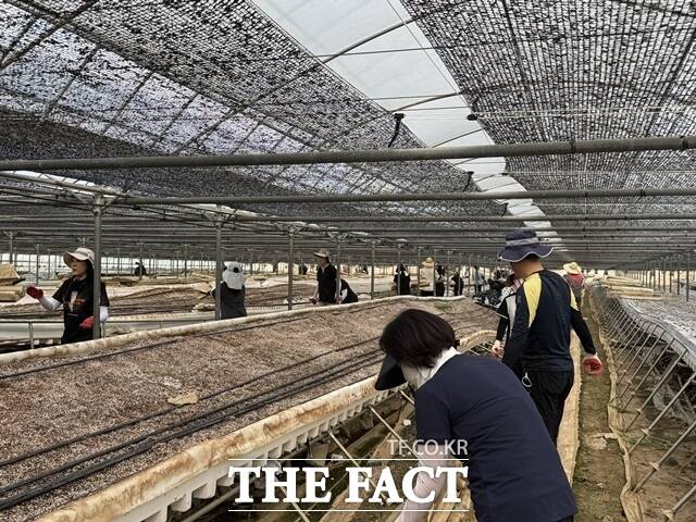 충남도 보건복지국 직원들이 폭우 피해를 입은 예산군 농가를 찾아 복구 활동을 펼치고 있다. /충남도