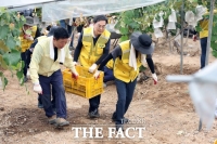  가평 수해 현장 찾은 김동연 지사, 포도밭 복구에 '구술땀'