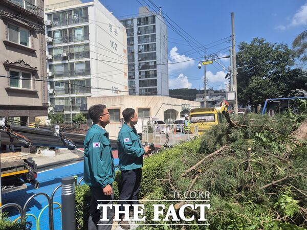 대전 서구는 지난달 28일 정림동 8-83번지 일원에 재난관리기금 800만 원을 투입해 위험 수목 11주를 제거하는 작업을 진행했다. /대전 서구