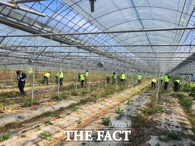 농협중앙회 공주시지부와 유구농협 및 농협중앙회 인재개발원 임직원 30여 명이 1일 공주시 유구읍 소재 호우피해 농가를 방문해 수해복구 작업을 펼치고 있다. /공주시지부