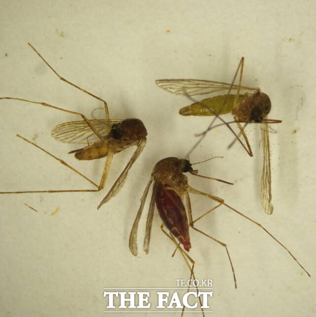 작은빨간집모기 모습 /전남도