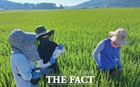  나주시, 벼멸구 등 병해충 합동 예찰…전반적으로 '양호'