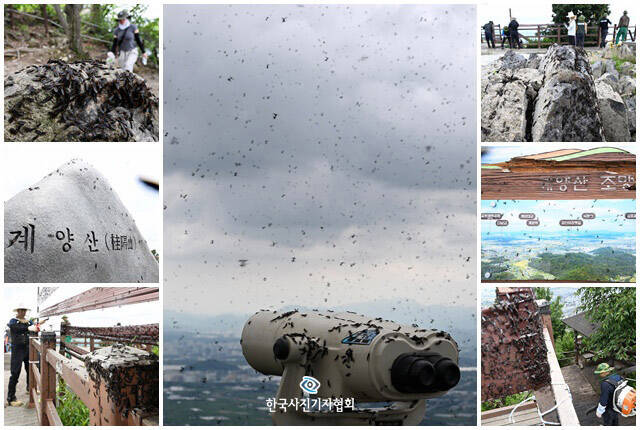 <이달의보도사진상 - 최우수상> 30일 오전 인천 계양구 계양산 정상에 붉은등우단털파리(러브버그) 무리가 대량 출몰한 가운데 망원경과 하늘에 러브버그 무리가 보이고 있다. 붉은 가슴과 검은 날개를 가지고 암수가 짝짓기 상태로 비행하는 이 곤충은 기후변화로 개체 수가 급증하고 있지만, 생태계에서는 토양을 비옥하게 하는 익충으로 분류되고 있다. 사람을 물지 않고 질병을 매개하지 않지만, 특유의 생김새와 사람에게 날아드는 습성 등으로 인해 최근 시민들에게 혐오감을 주고 있다. 계양산을 찾은 등산객들은 러브버그 때문에 정상에 올라가지도 못하고 내려왔다며 (러브버그로 인해) 하늘이 새까맣다. 얼굴과 몸에 붙는 건 기본이고 코로, 입으로 들어올 것 같아 숨을 못 쉬겠다고 말했다. 또 정상 입구 근처만 가도 약품인지, 러브버그 사체 냄새인지 악취도 심하다며 이 벌레(러브버그)가 빨리 사라졌으면 좋겠다고 덧붙였다. <남용희기자/더팩트/ 한국사진기자협회 - 무단전재 재배포금지>