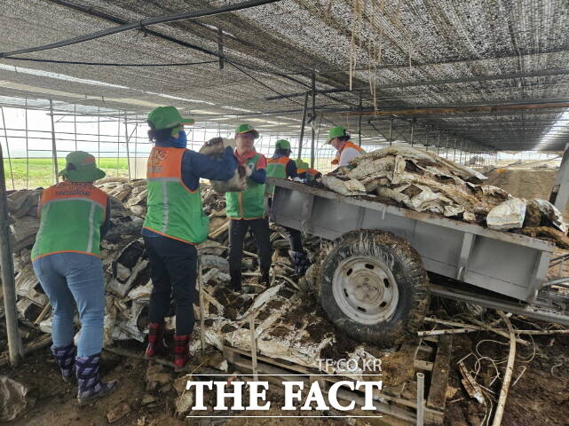 부여군 자율방재단 50여 명이 지난 3일 예산군 관내 비닐하우스 농가에서 수해 복구 지원 활동을 펼치고 있다. /부여군