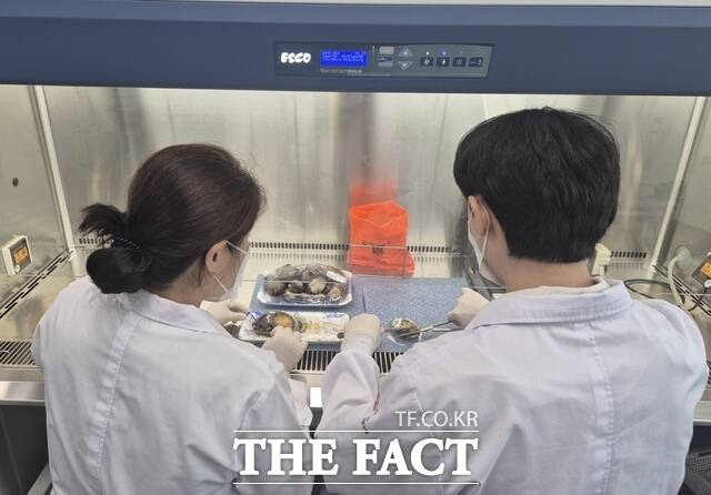 광주시가 비브리오균 검사를 진행하고 있다./광주시