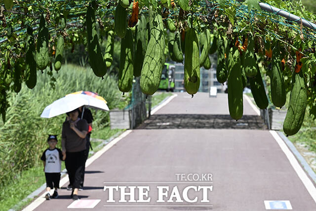 수세미는 가을에 수확하는 채소 중 하나다.