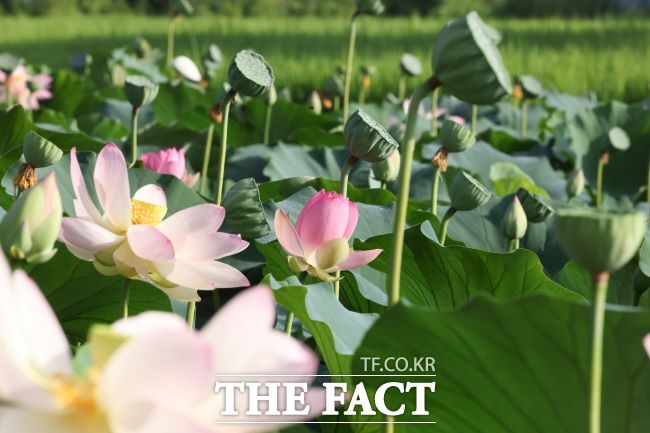 의왕 왕송호수 초평동 연꽃 습지에 피어난 연꽃 모습 /의왕시