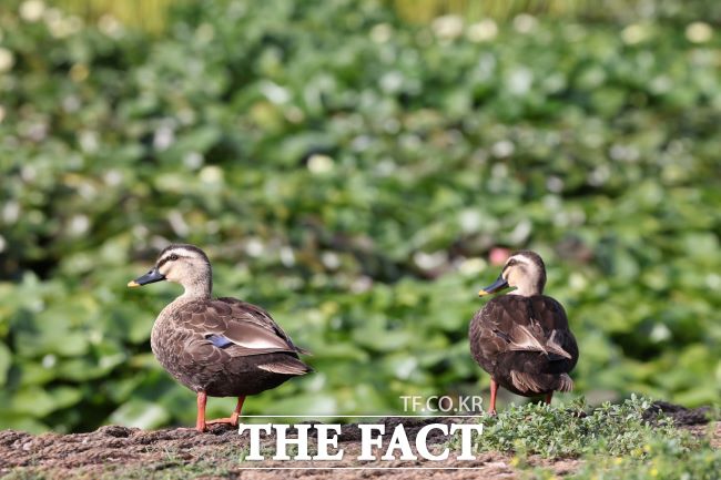 의왕 왕송호수 초평동 연꽃 습지 풍경 /의왕시
