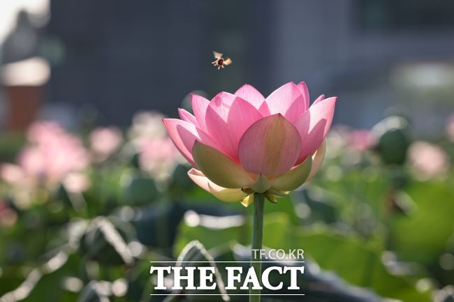 의왕 왕송호수 초평동 연꽃 습지에 피어난 연꽃 모습 /의왕시